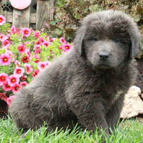 Cade, Newfoundland Puppy