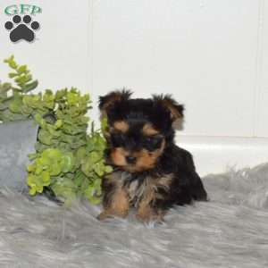 Cadet, Yorkie Puppy