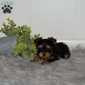 Cadet, Yorkie Puppy