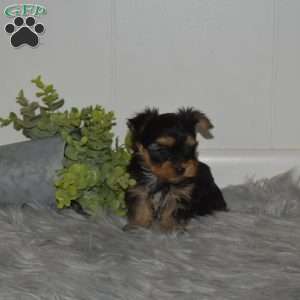 Cadet, Yorkie Puppy