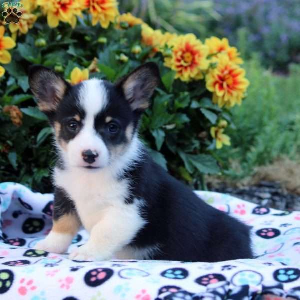 Caleb, Pembroke Welsh Corgi Puppy