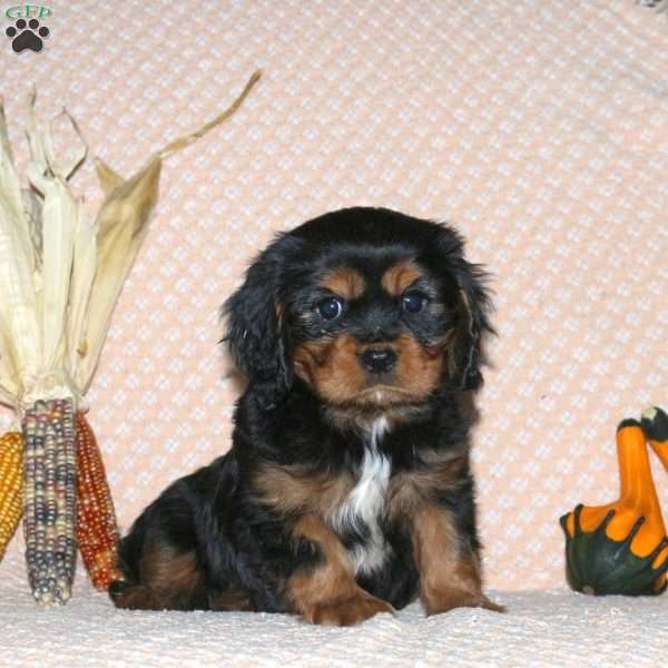 Caleb, Cavalier King Charles Spaniel Puppy