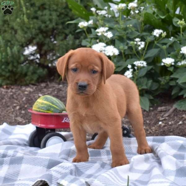 Caleb, Fox Red Labrador Retriever Puppy