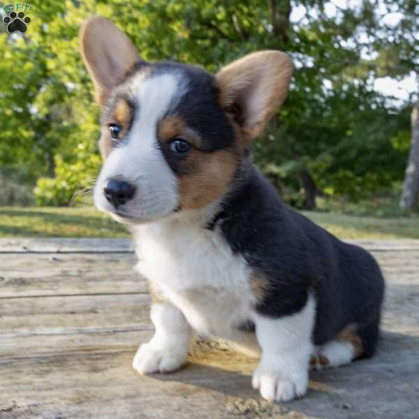 Caleb, Pembroke Welsh Corgi Puppy