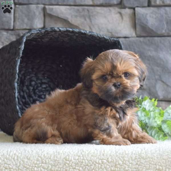 Cali, Shih Tzu Puppy