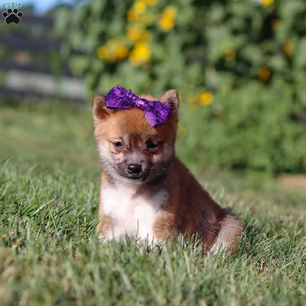 Callie, Shiba Inu Puppy