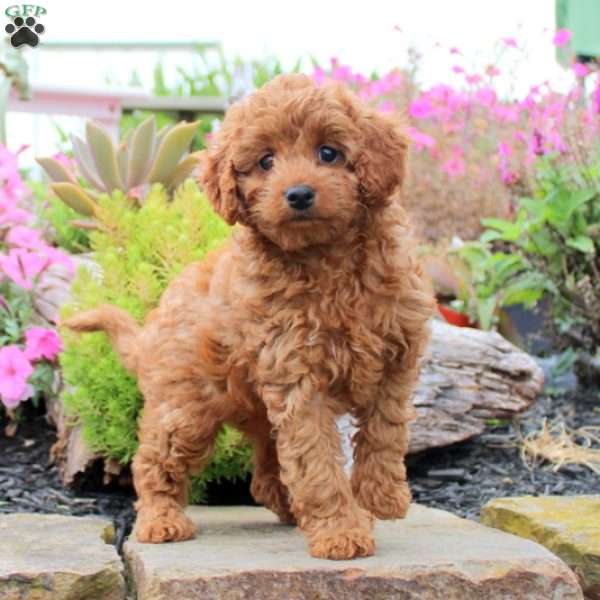 Callie, Cavapoo Puppy