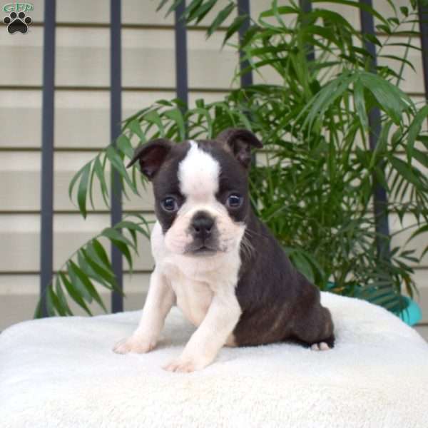 Callie, Boston Terrier Puppy