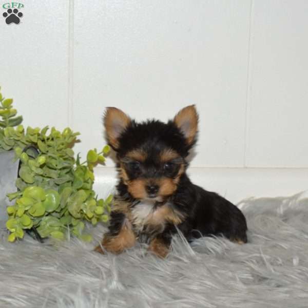 Callie, Yorkie Puppy