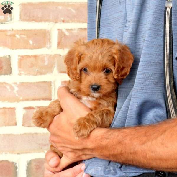 Callie, Cavapoo Puppy