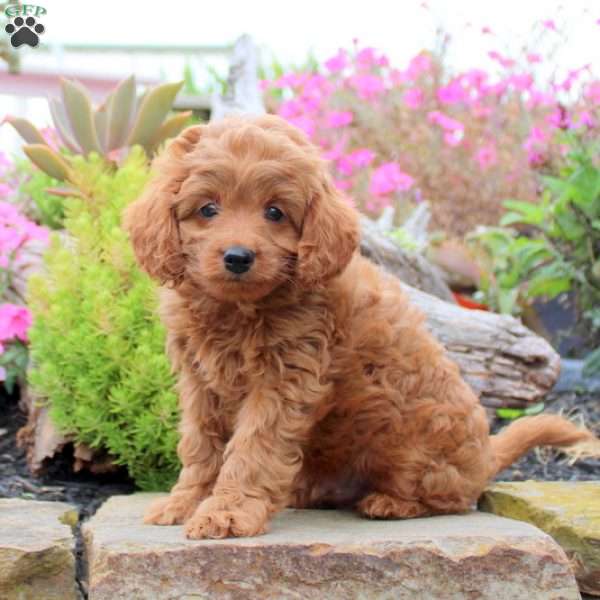 Calvin, Cavapoo Puppy