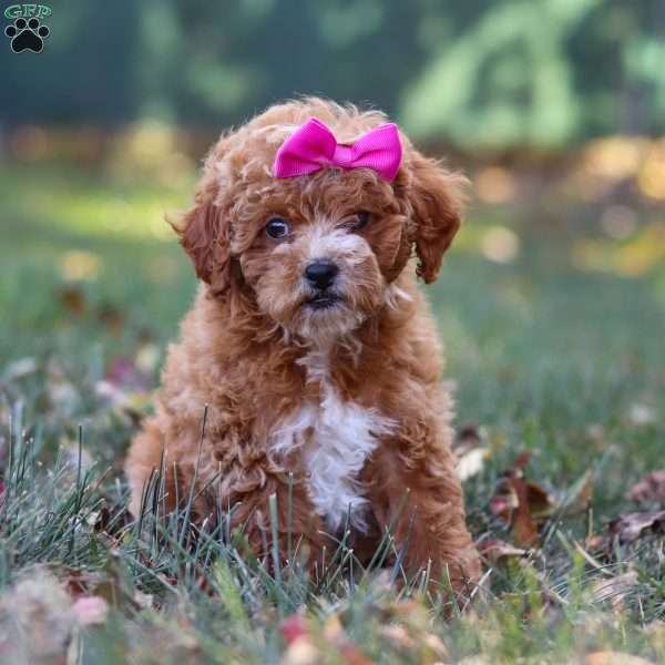 Camila, Miniature Poodle Puppy