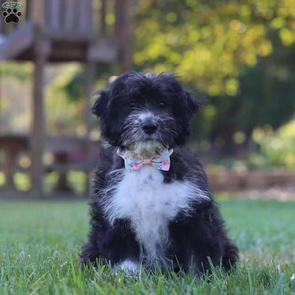 Camila, Aussiedoodle Puppy