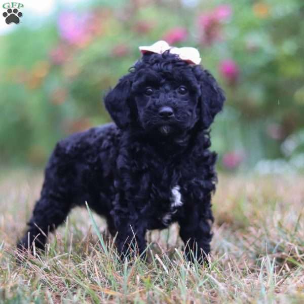 Camilla, Mini Goldendoodle Puppy