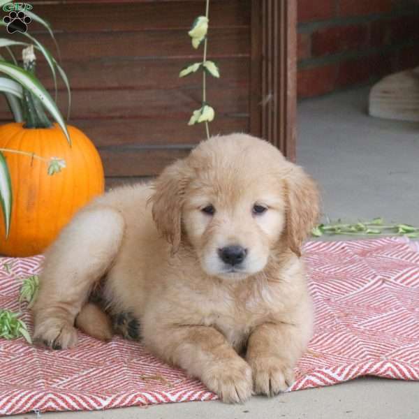 Candy, Golden Retriever Puppy