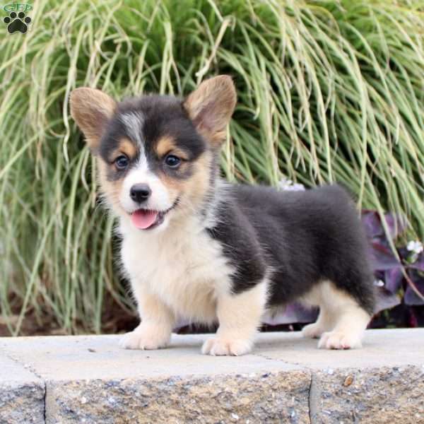 Candy, Pembroke Welsh Corgi Puppy