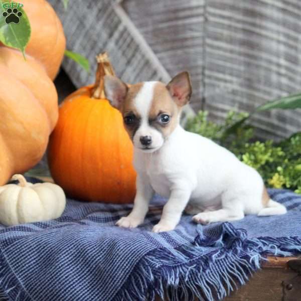 Captain, Chihuahua Puppy