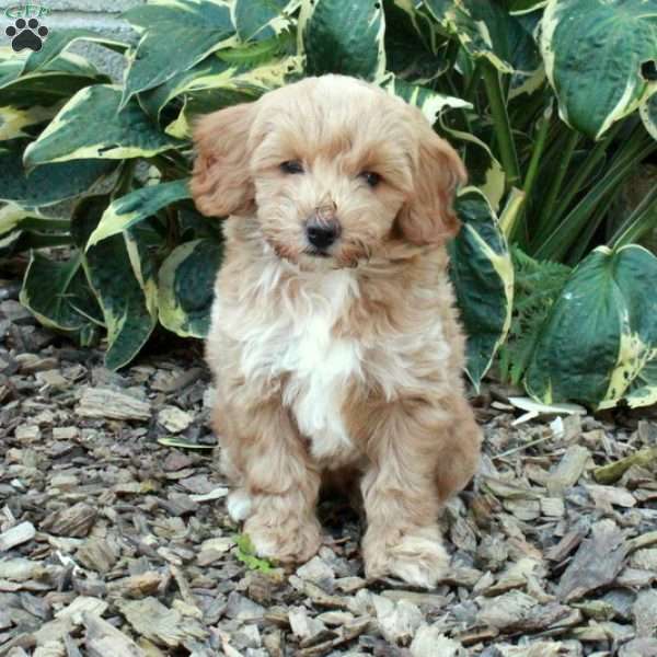 Caramel, Cockapoo Puppy