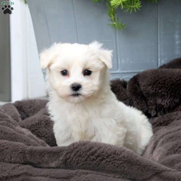 Carl, Morkie / Yorktese Puppy