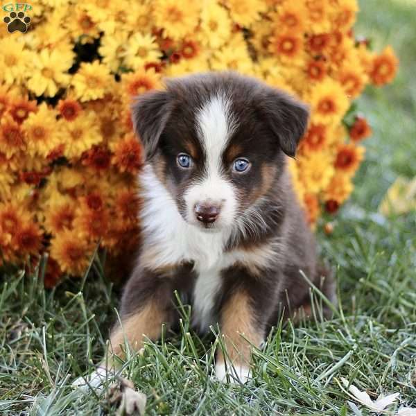 Carl, Miniature Australian Shepherd Puppy