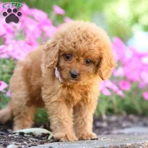 Carla, Cavapoo Puppy