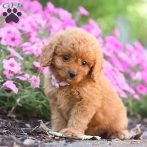 Carla, Cavapoo Puppy