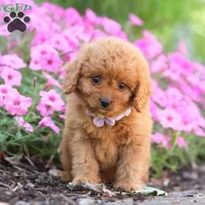 Carla, Cavapoo Puppy