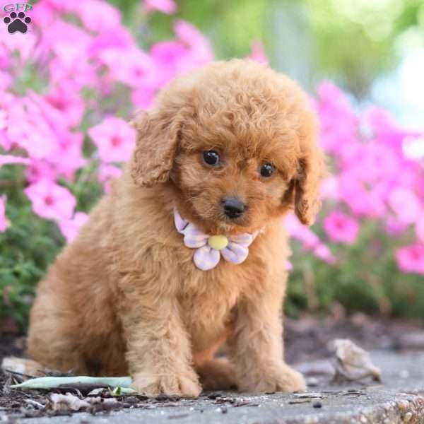 Carla, Cavapoo Puppy