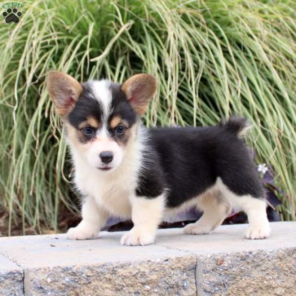 Carla, Pembroke Welsh Corgi Puppy