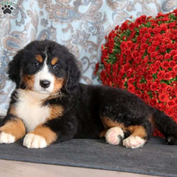 Carla, Bernese Mountain Dog Puppy