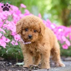 Carla, Cavapoo Puppy