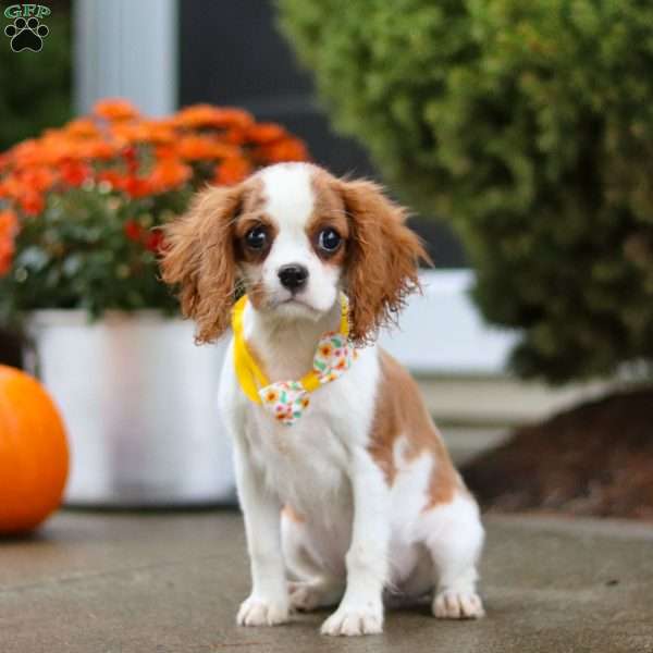 Carly, Cavalier King Charles Spaniel Puppy