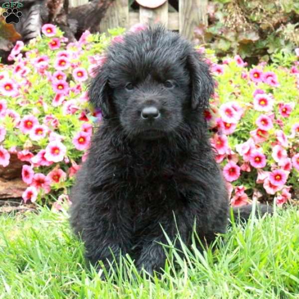 Carlotta, Newfoundland Puppy