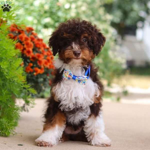 Carlton, Mini Aussiedoodle Puppy