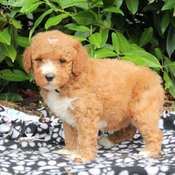 Carmel, Golden Cavadoodle Puppy