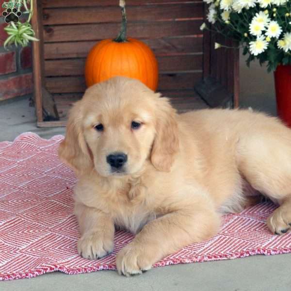 Carmen, Golden Retriever Puppy