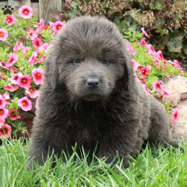 Carmen, Newfoundland Puppy