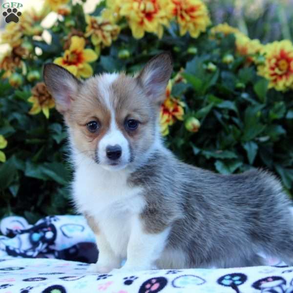 Carolyn, Pembroke Welsh Corgi Puppy