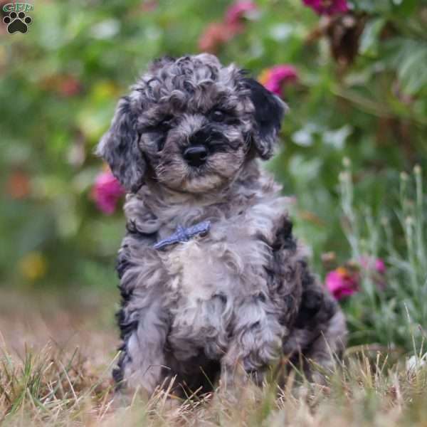 Carter, Mini Goldendoodle Puppy