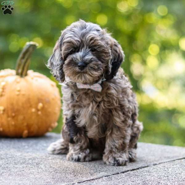 Carter, Cockapoo Puppy