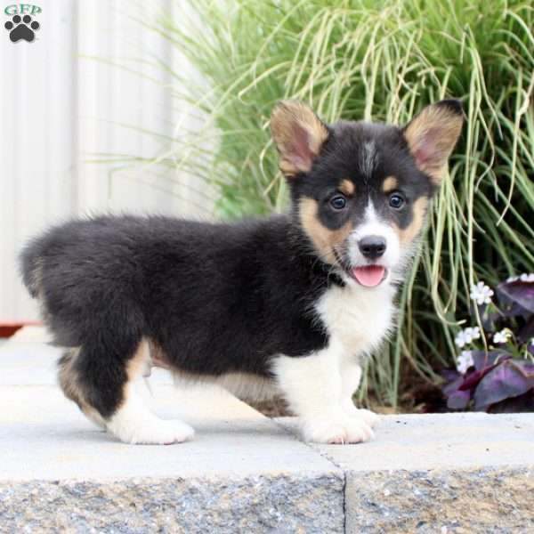 Carter, Pembroke Welsh Corgi Puppy