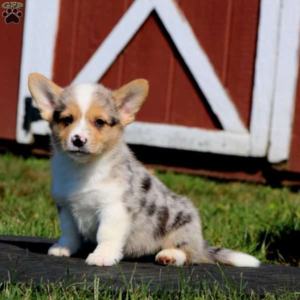 Carter, Pembroke Welsh Corgi Puppy