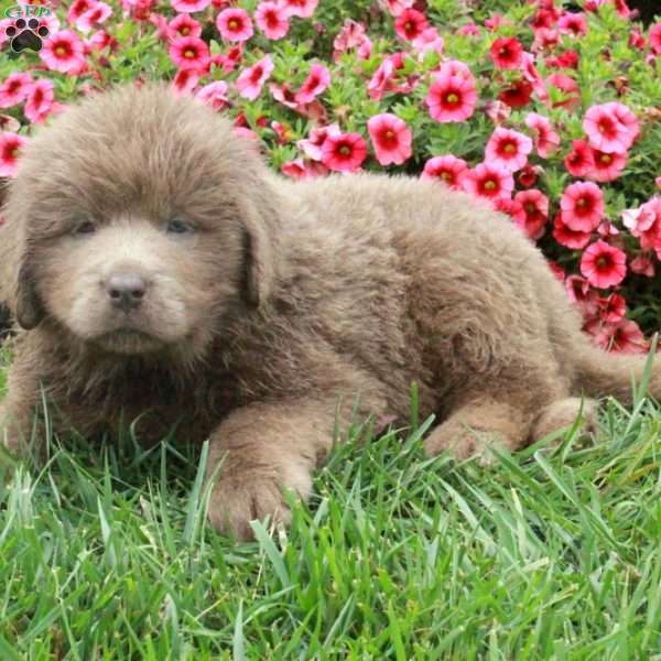 Casey, Newfoundland Puppy