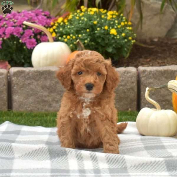 Cash, Mini Goldendoodle Puppy