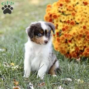 Casper, Miniature Australian Shepherd Puppy