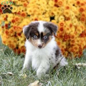 Casper, Miniature Australian Shepherd Puppy