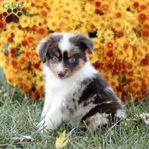 Casper, Miniature Australian Shepherd Puppy