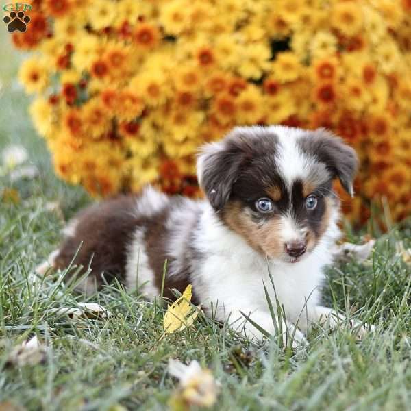 Casper, Miniature Australian Shepherd Puppy