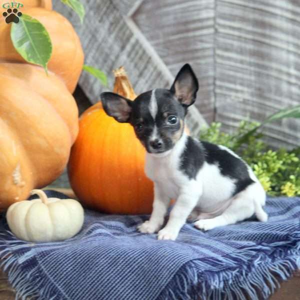 Caspian, Chihuahua Puppy