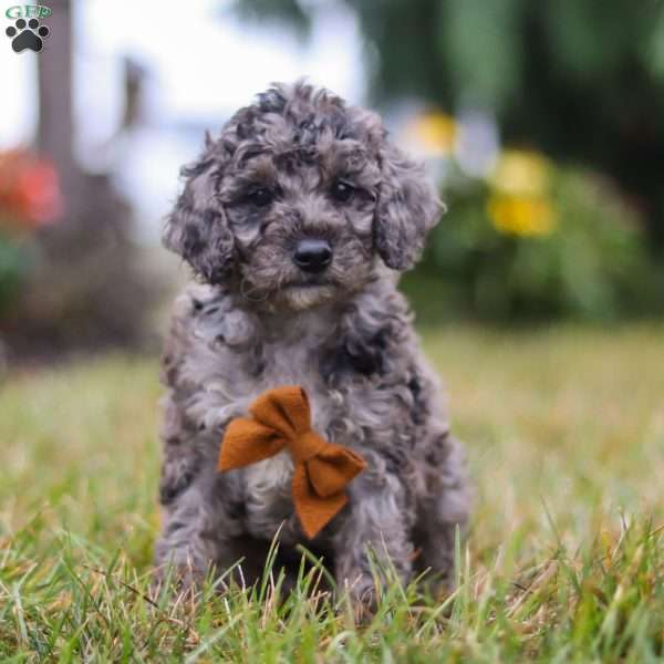 Caspian, Mini Goldendoodle Puppy